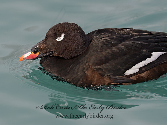 Melanitta deglandi  WHITE-WINGED SCOTER 9017584-1