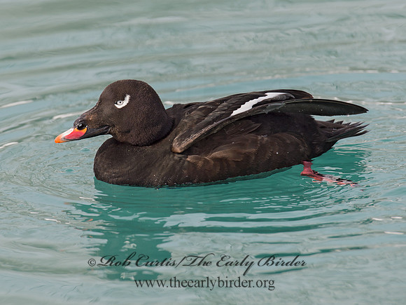Melanitta deglandi  WHITE-WINGED SCOTER 9017587