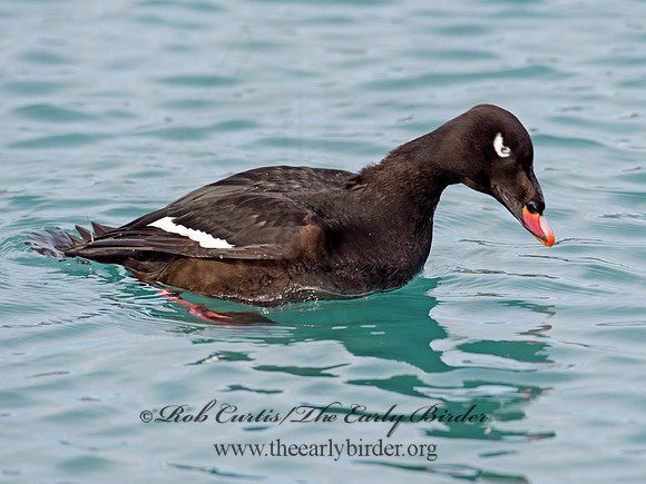 Melanitta deglandi  WHITE-WINGED SCOTER 9017598