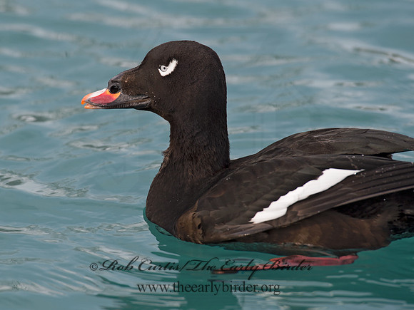 Melanitta deglandi  WHITE-WINGED SCOTER 9017619