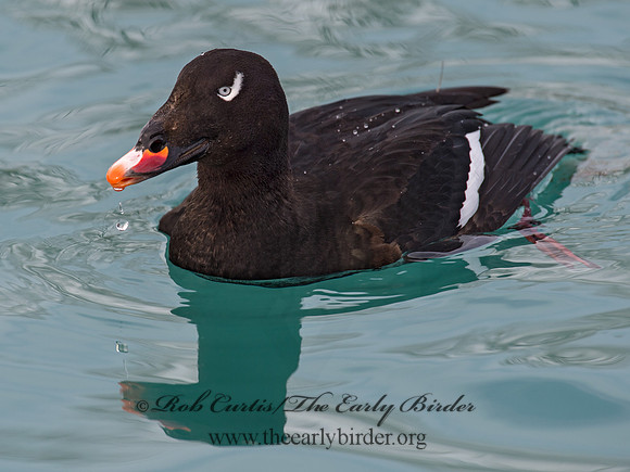 Melanitta deglandi  WHITE-WINGED SCOTER 9017606