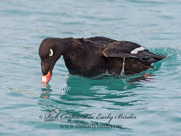 Melanitta deglandi  WHITE-WINGED SCOTER 9017639