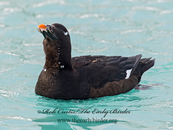 Melanitta deglandi  WHITE-WINGED SCOTER 9017715