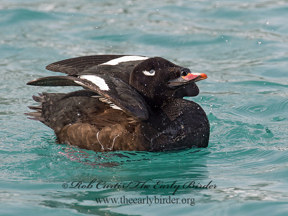 Melanitta deglandi  WHITE-WINGED SCOTER 9017729
