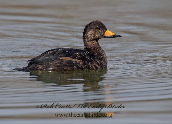 Melanitta americana  BLACK SCOTER 8001707