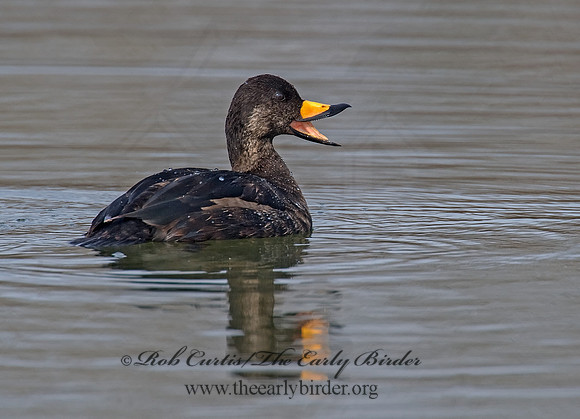 Melanitta americana  BLACK SCOTER 8001709