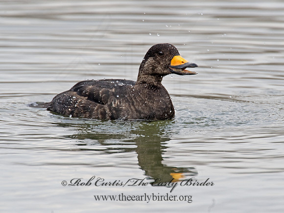 Melanitta americana  BLACK SCOTER 8001768