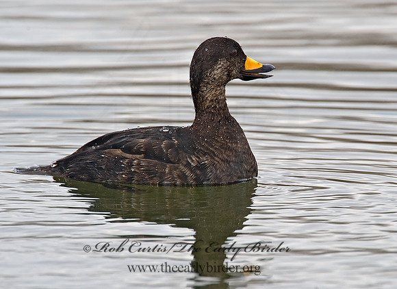 Melanitta americana  BLACK SCOTER 8001762