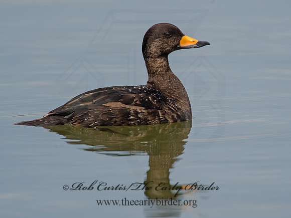 Melanitta americana  BLACK SCOTER 8001876