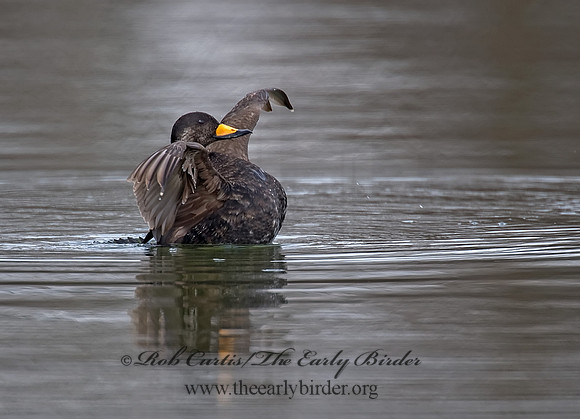 Melanitta americana  BLACK SCOTER 8001742