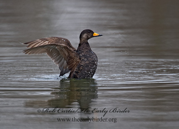Melanitta americana  BLACK SCOTER 8001743