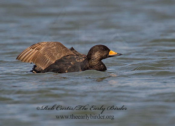 Melanitta americana  BLACK SCOTER 8001894