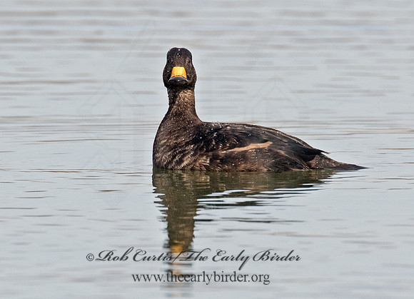 Melanitta americana  BLACK SCOTER 8001729