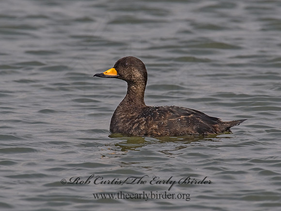 Melanitta americana  BLACK SCOTER 8001821