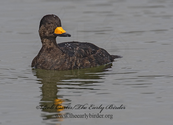 Melanitta americana  BLACK SCOTER 8001837