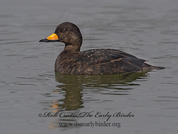 Melanitta americana  BLACK SCOTER 8001836