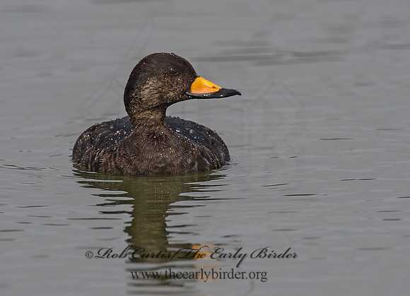 Melanitta americana  BLACK SCOTER 8001838