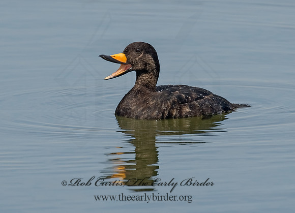 Melanitta americana  BLACK SCOTER 8001885