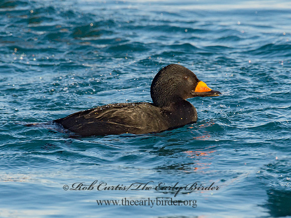 Melanitta americana  BLACK SCOTER 9019849