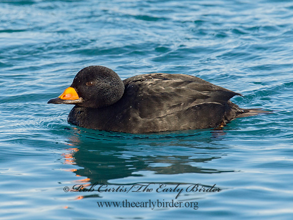 Melanitta americana  BLACK SCOTER 9019821