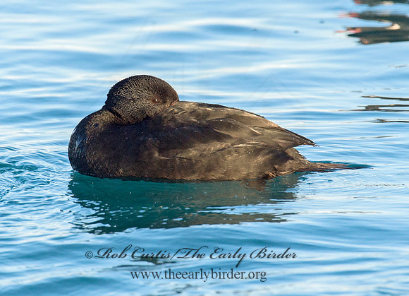 Melanitta americana  BLACK SCOTER 9019852
