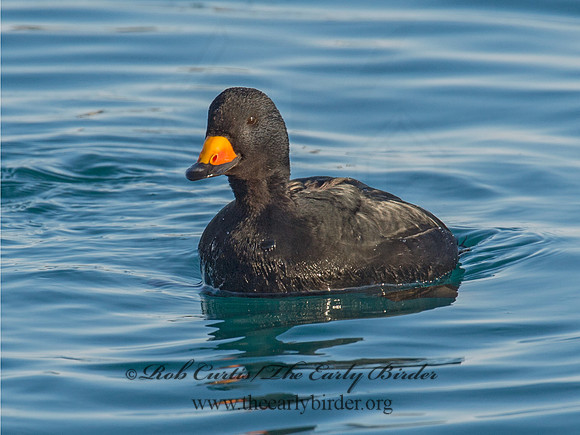 Melanitta americana  BLACK SCOTER 9019825