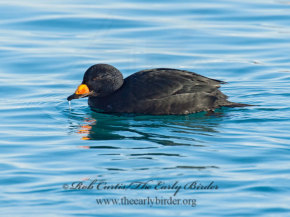 Melanitta americana  BLACK SCOTER 9019807