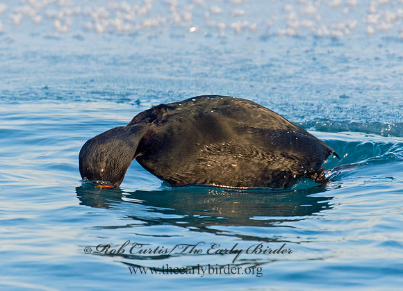 Melanitta americana  BLACK SCOTER 9019866