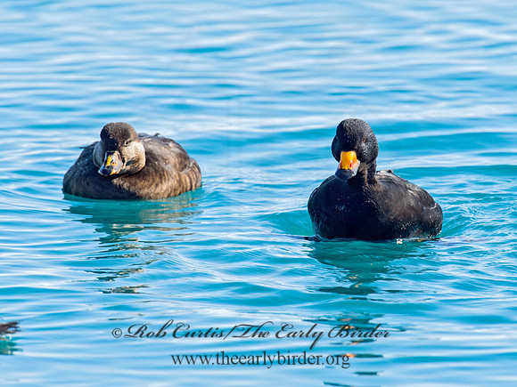Melanitta americana  BLACK SCOTER 9019737