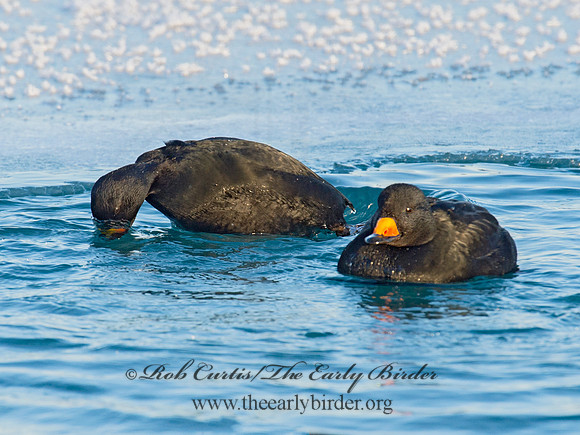 Melanitta americana  BLACK SCOTER 9019870