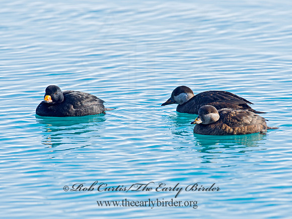 Melanitta americana  BLACK SCOTER 9019736