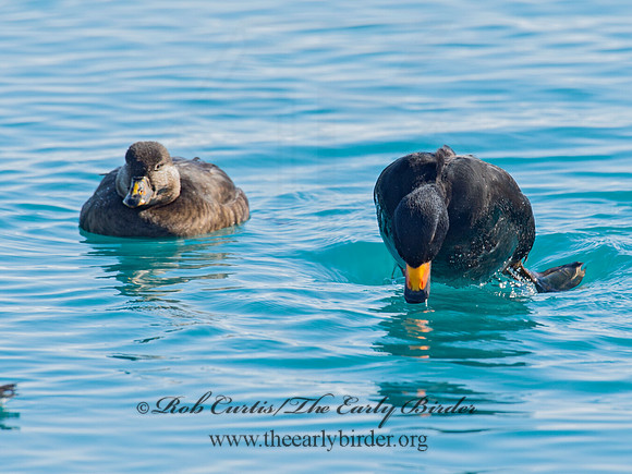 Melanitta americana  BLACK SCOTER 9019738