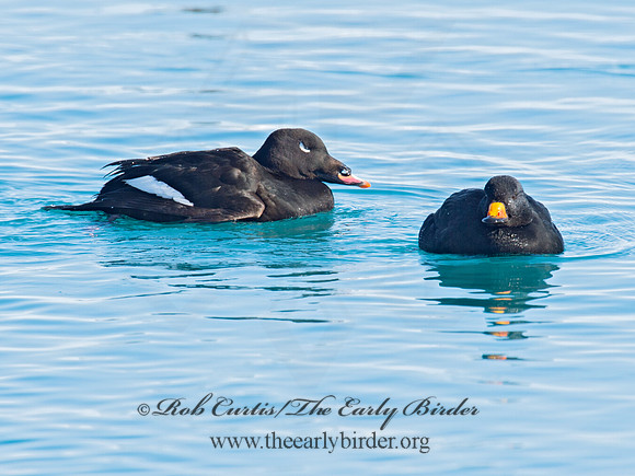 Melanitta americana  BLACK SCOTER 9019744