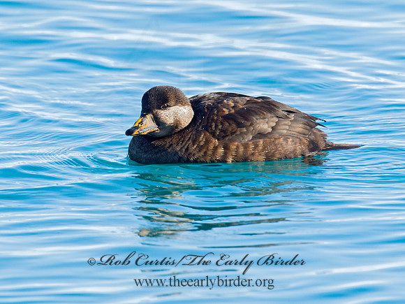 Melanitta americana  BLACK SCOTER 9019749
