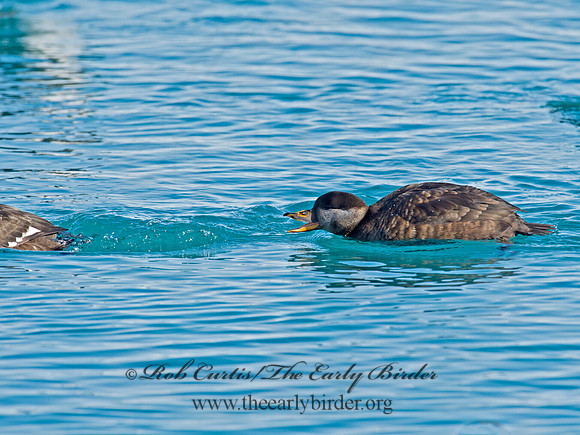 Melanitta americana  BLACK SCOTER 9019751