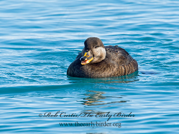 Melanitta americana  BLACK SCOTER 9019752