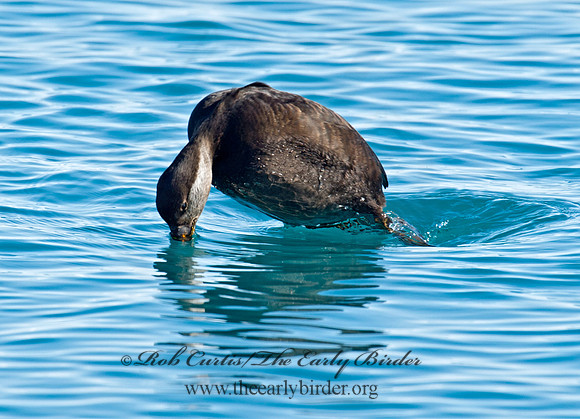 Melanitta americana  BLACK SCOTER 9019756