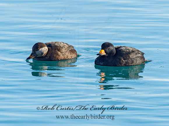 Melanitta americana  BLACK SCOTER 9019800