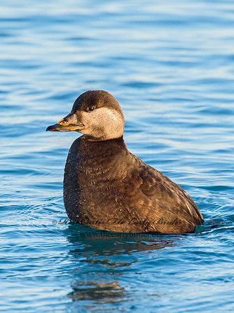 Melanitta americana  BLACK SCOTER 9019855