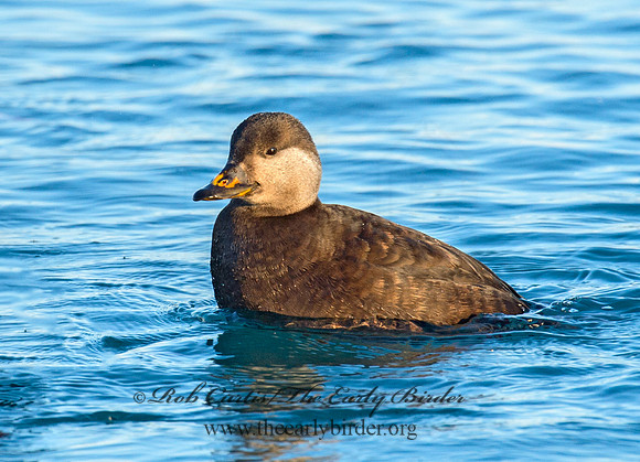 Melanitta americana  BLACK SCOTER 9019856