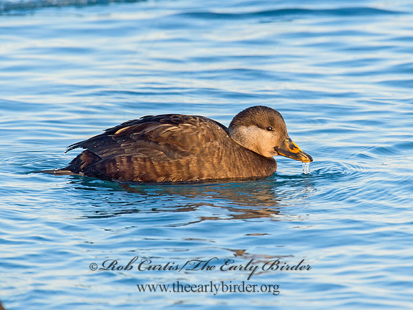 Melanitta americana  BLACK SCOTER 9019860