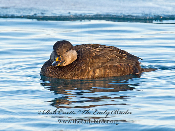 Melanitta americana  BLACK SCOTER 9019864