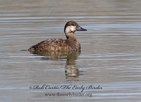 Melanitta americana  BLACK SCOTER 8001717