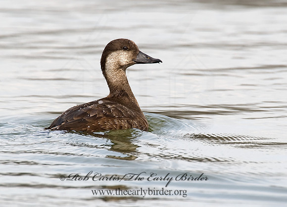 Melanitta americana  BLACK SCOTER 8001782
