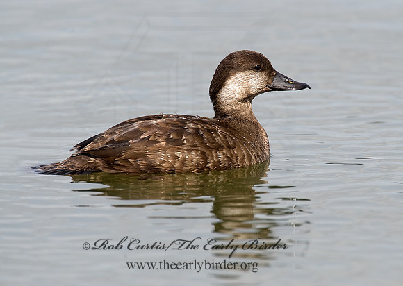 Melanitta americana  BLACK SCOTER 8001829