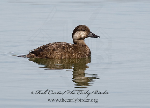 Melanitta americana  BLACK SCOTER 8001857