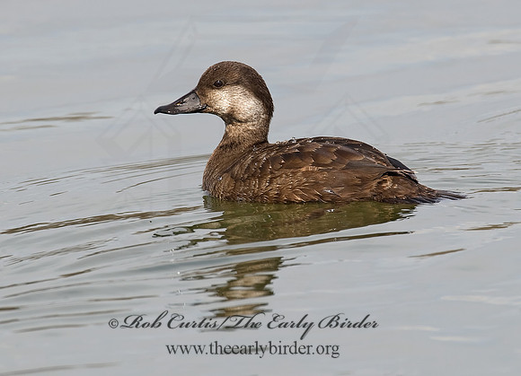 Melanitta americana  BLACK SCOTER 8001840