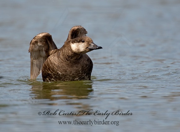 Melanitta americana  BLACK SCOTER 8001892