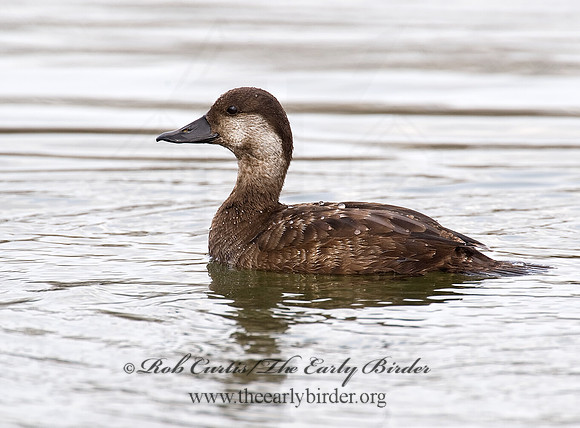 Melanitta americana  BLACK SCOTER 8001760