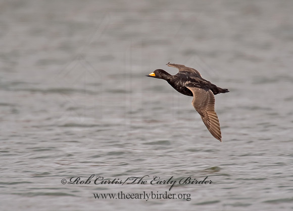Melanitta americana  BLACK SCOTER 8001862